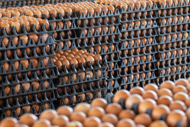 Normal Grade Eggs